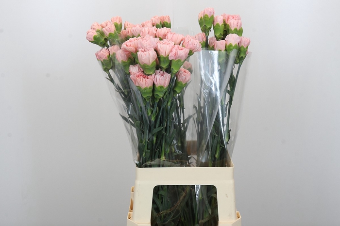 <h4>Dianthus St Sarah Pink</h4>
