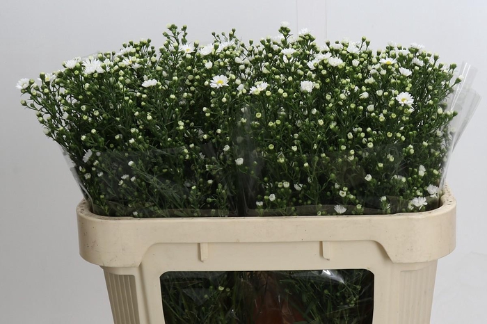 <h4>Aster Paquita</h4>