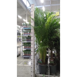 Dypsis lutescens   ...Chrysalidoca