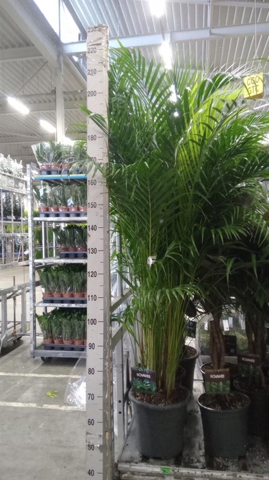 <h4>Dypsis lutescens   ...Chrysalidoca</h4>