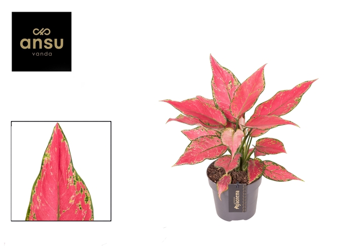 <h4>Aglaonema Cherry Baby</h4>