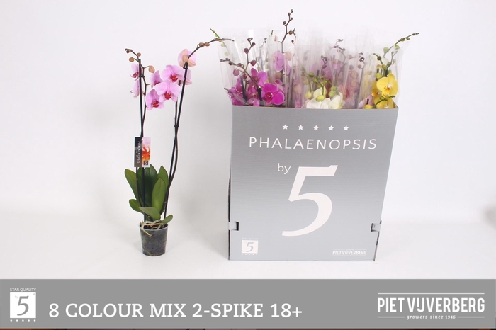 <h4>PHAL GEM 8 KL</h4>