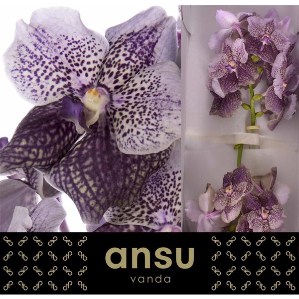 <h4>Vanda Antique Mauve X16</h4>