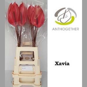 ANTH A XAVIA
