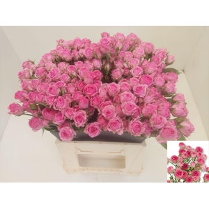 R TR KATE-LYNN PINK