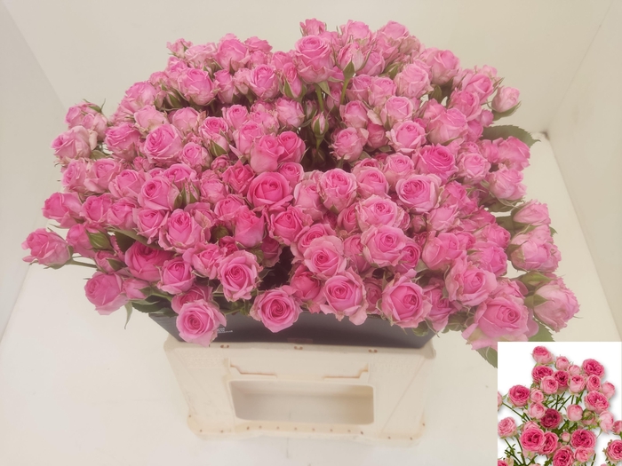 <h4>R TR KATE-LYNN PINK</h4>