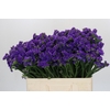 Limonium sinuatum Navy Sun Birds