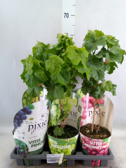 <h4>Vitis vinifera</h4>