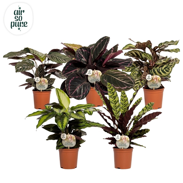 <h4>Calathea mix</h4>