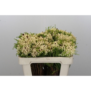 Kaaps Groen Berzelia Wit
