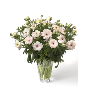 Ranunculus Butterfly Ariadne