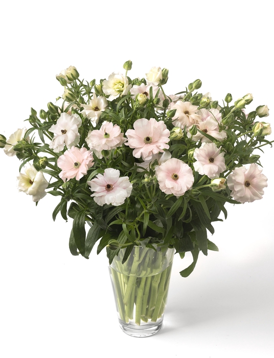 Ranunculus Butterfly Ariadne