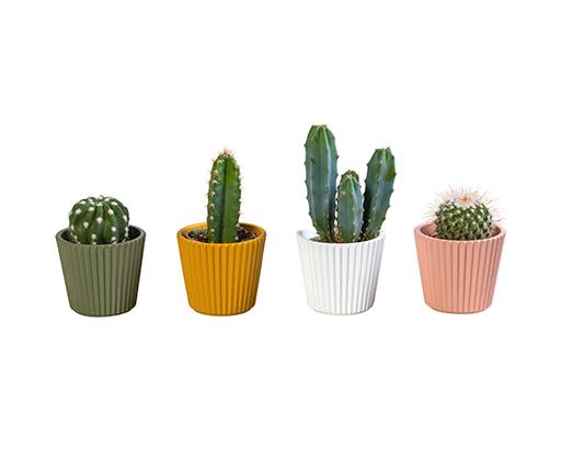 CACTUS MIX P6 L 65909