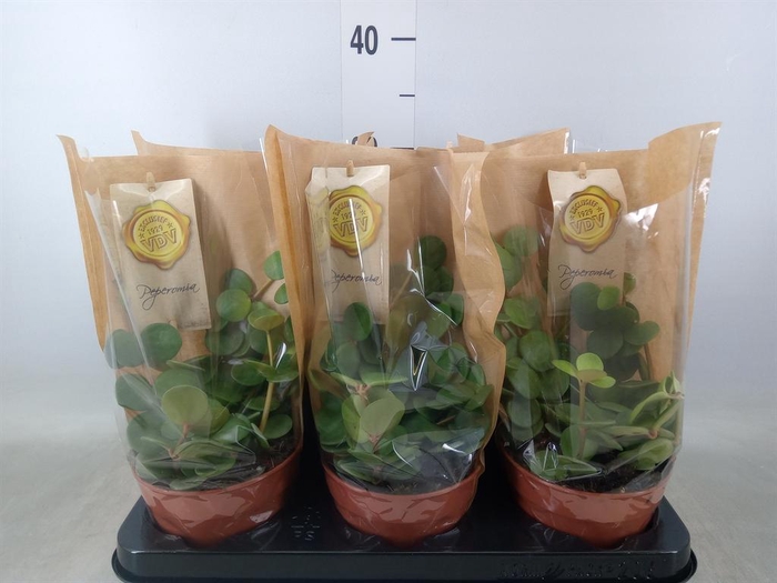 <h4>Peperomia tetraphylla 'Hope'</h4>