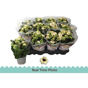 KAL GE TIGER M CREAM