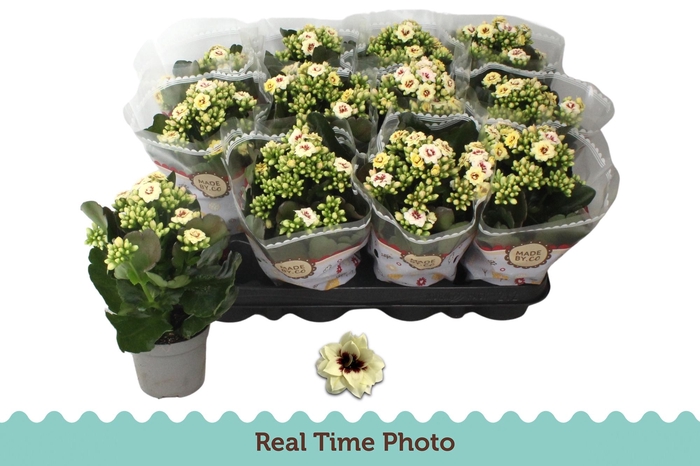 <h4>KAL GE TIGER M CREAM</h4>