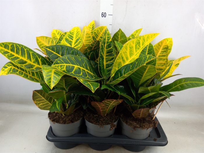 <h4>Codiaeum var. GR 'Petra'</h4>