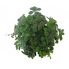 PARTHENOCISSUS INSER