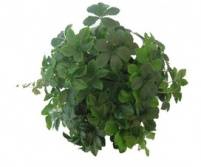 PARTHENOCISSUS INSER
