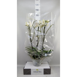 Phalaenopsis   ...white