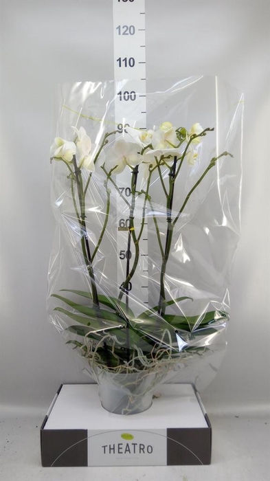 <h4>Phalaenopsis   ...white</h4>