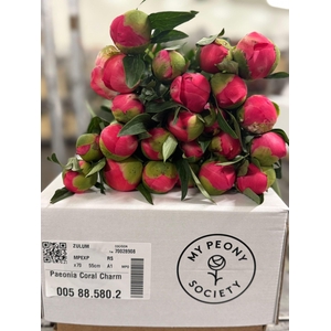 Paeonia Coral Charm