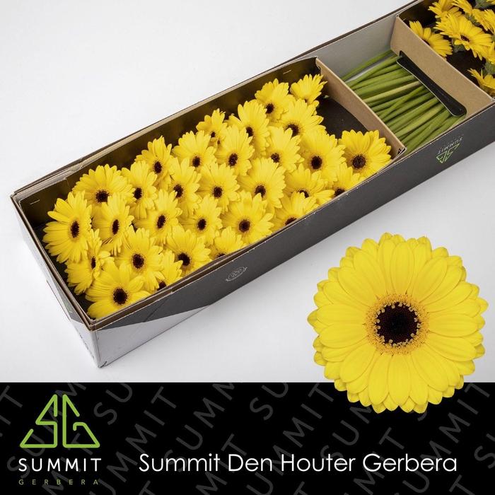<h4>Germini Sailor Doos</h4>