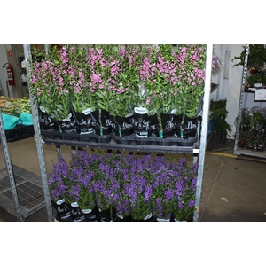 ANGELONIA P14 VARIADO