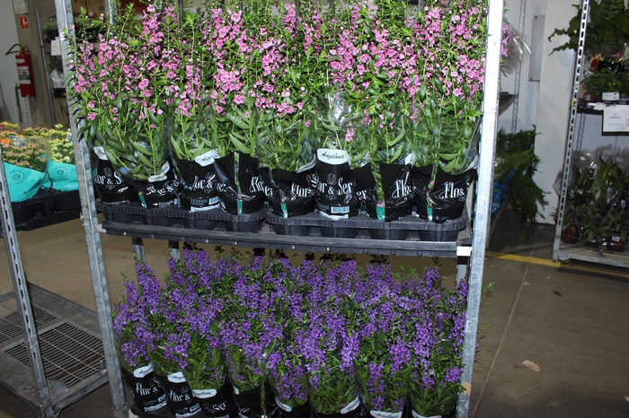 <h4>ANGELONIA P14 VARIADO</h4>