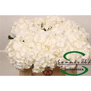 Hydr M Ch Whi Verena 40cm-16