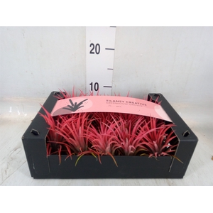 Tillandsia ionantha