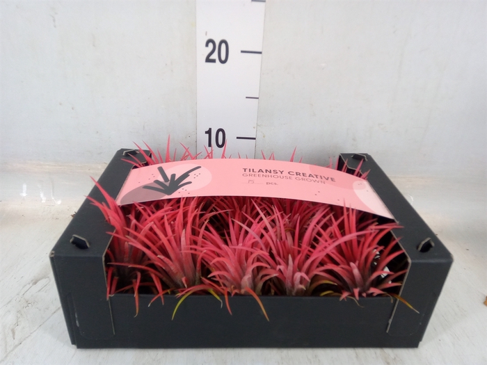 <h4>Tillandsia ionantha</h4>