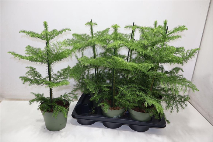 <h4>Arau Heterophyl</h4>