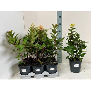 HYDR PANICULATA