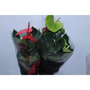 ANTHURIUM VARIADO P17 PREMIUM