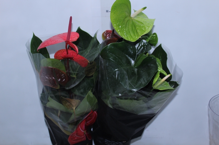 <h4>ANTHURIUM VARIADO P17 PREMIUM</h4>