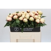 Paeonia Elsa Sass