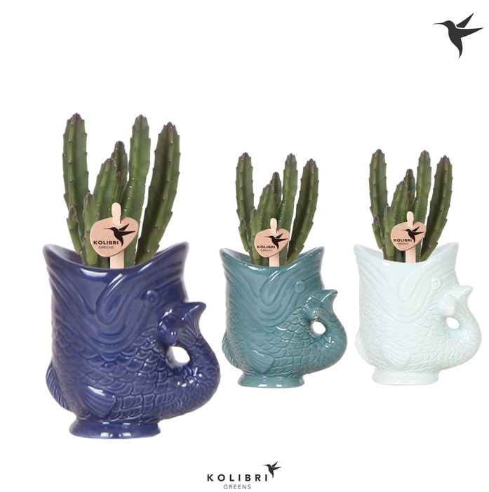 <h4>Kolibri Greens Stapelia Leendertziae in Fish pot blue mix</h4>