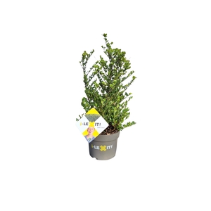 Ilex crenata Dark Green, P19, Struik 30-40cm