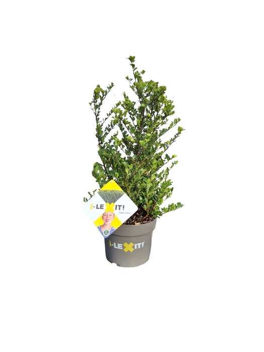 <h4>Ilex crenata Dark Green, P19, Struik 30-40cm</h4>