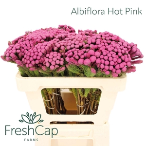 Albiflora Hot Pink