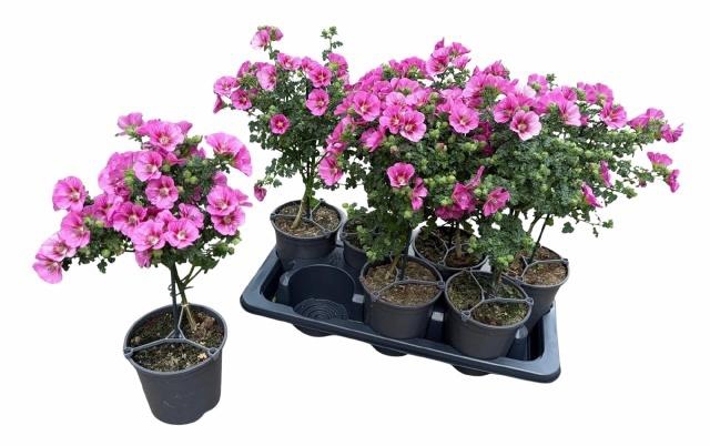 <h4>ANIS CAP EL PRINCESS</h4>