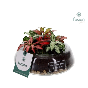 Green Bottle Christel Small met Fittonia arrangement