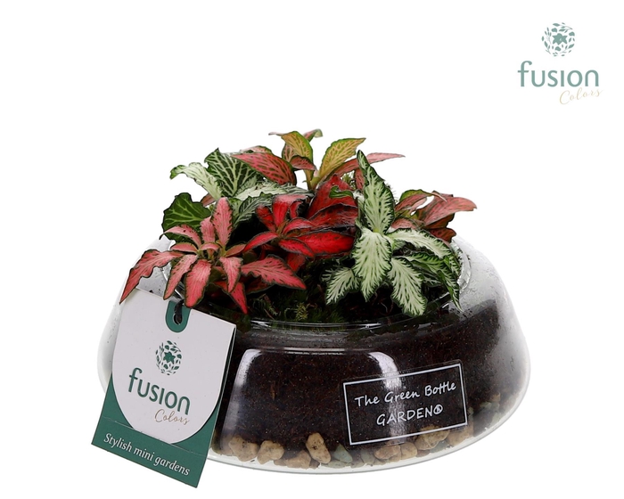 <h4>Green Bottle Christel Small met Fittonia arrangement</h4>