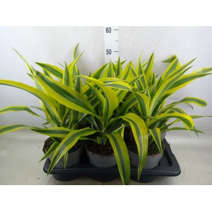 Dracaena fr de 'LemonLime'