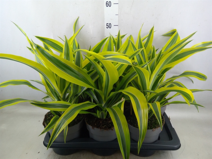 <h4>Dracaena fr de 'LemonLime'</h4>