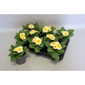 Primula acaulis Creme Geel