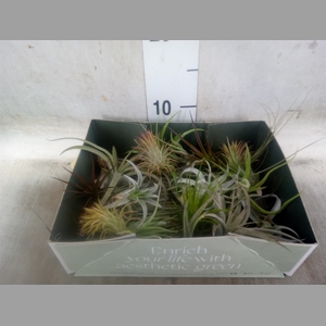 Tillandsia