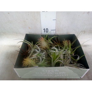Tillandsia