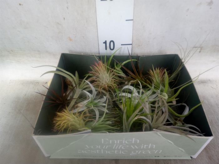 <h4>Tillandsia</h4>